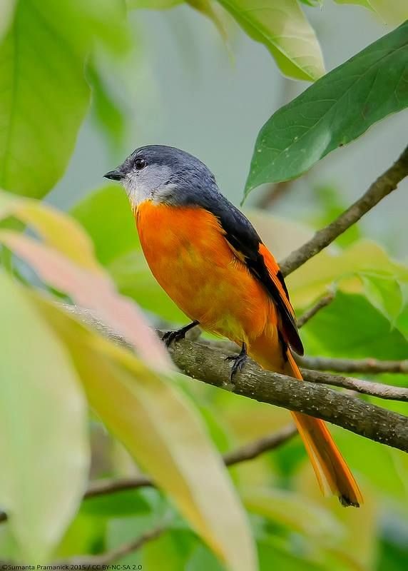 c6777ef036ba479c327899f7fffd97d4--india-west-bengal